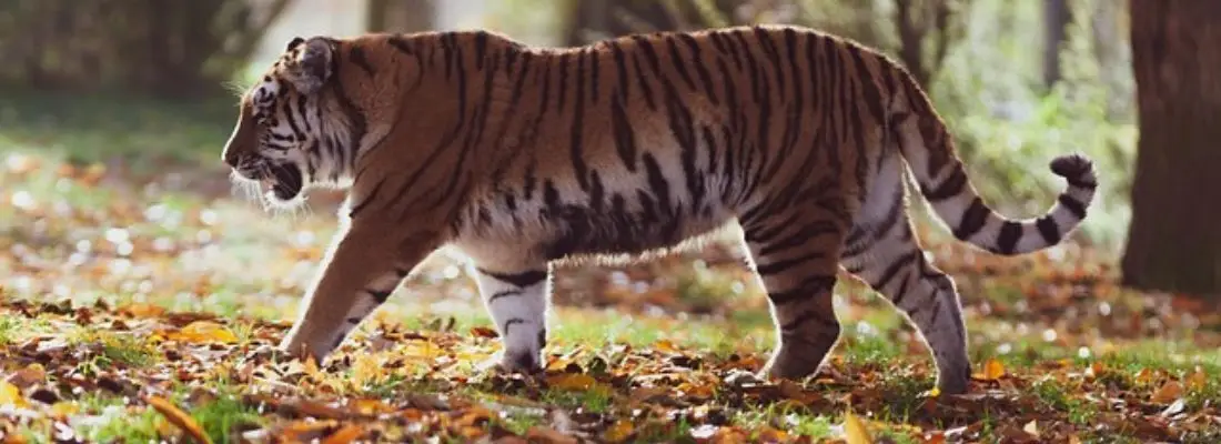Wildlife Sanctuary in Rajasthan
