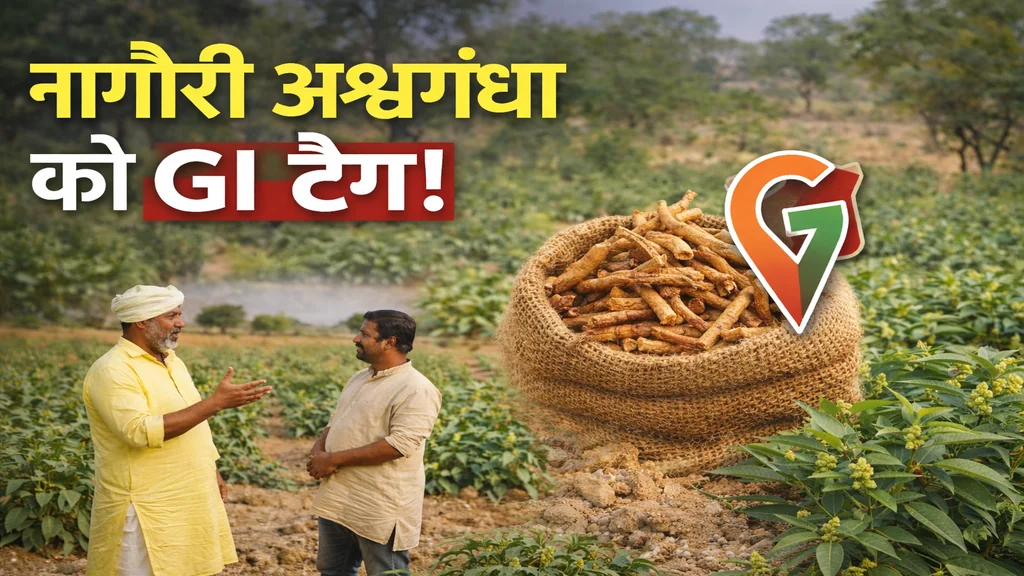 नागौरी अश्वगंधा